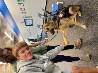 Will meeting a service dog in training